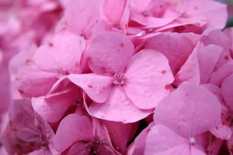 हाइड्रेंजिया 4K वॉलपेपर · flowers · 3840×2560