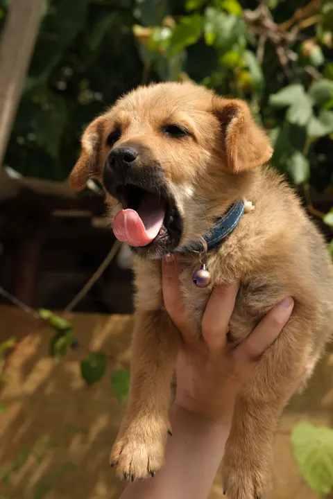 Puppy Phone Wallpaper · pets · 1440×2160