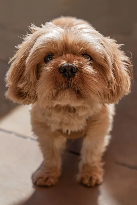 Puppy Phone Wallpaper · pets · 1440×2160