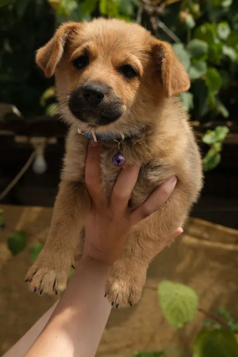 توله‌سگ والپیپر موبایل · pets · 1440×2160