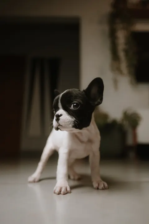 Puppy Phone Wallpaper · pets · 1440×2160