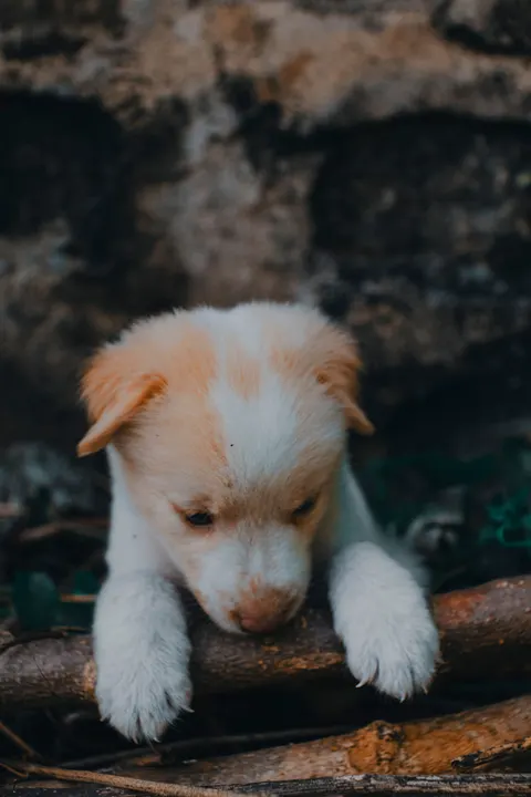 子犬 スマホ壁紙 · pets · 1440×2160