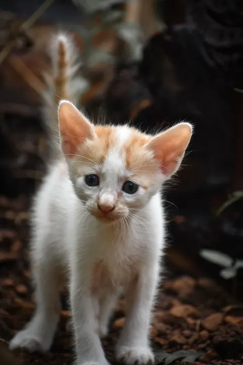 Fond d'écran mobile Chaton · pets · 1440×2160