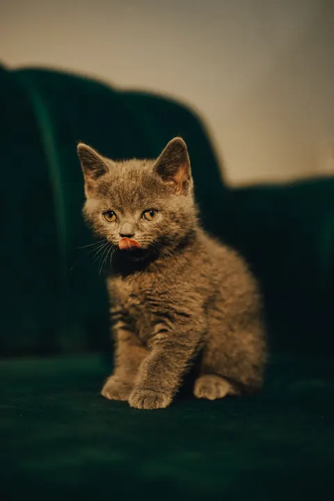 Kitten Phone Wallpaper · pets · 1440×2160