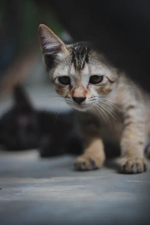 Kitten Phone Wallpaper · pets · 1440×2160
