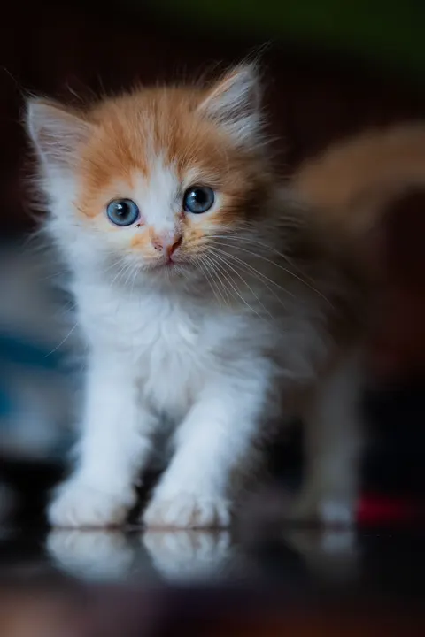 Kitten Phone Wallpaper · pets · 1440×2160