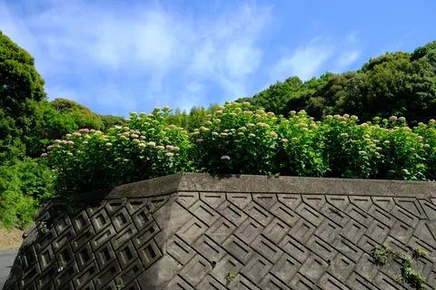 والپیپر گل ادریسی با کیفیت 4K · flowers · 3840×2560