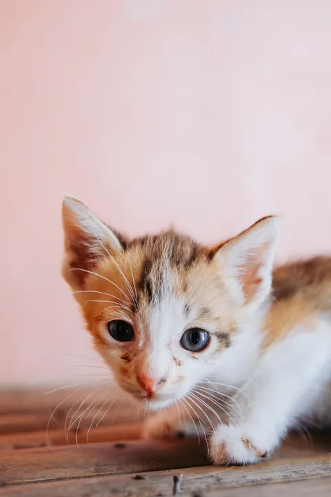 Kitten Phone Wallpaper · pets · 1440×2160