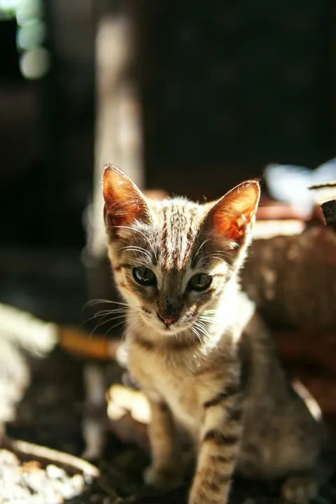 Kitten Phone Wallpaper · pets · 1440×2160
