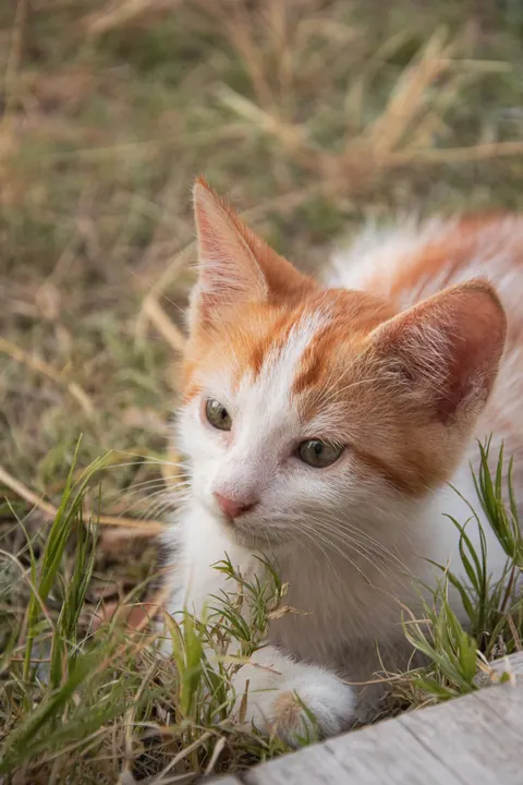 Kitten Phone Wallpaper · pets · 1440×2160