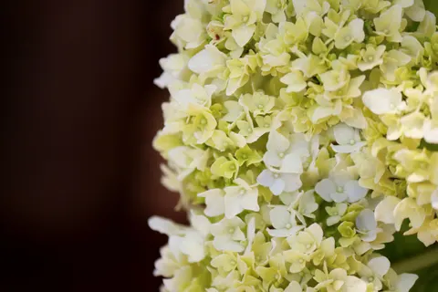 Обои Гортензия 4K · flowers · 3840×2560