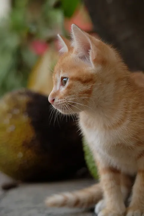 Котёнок обои для телефона · pets · 1440×2160