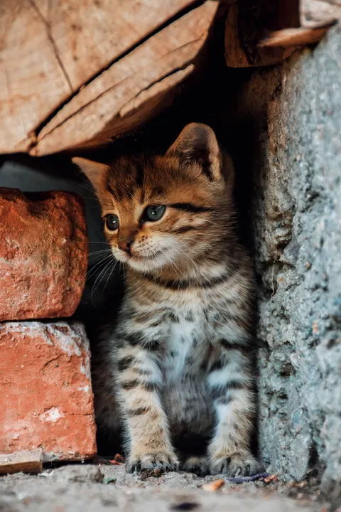 Kitten Phone Wallpaper · pets · 1440×2160