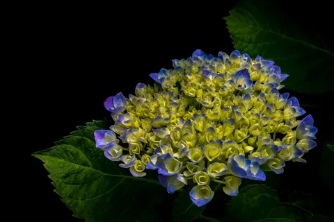Hydrangea 4K Wallpaper · flowers · 3840×2560