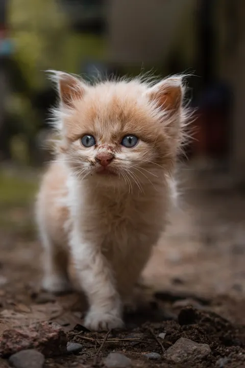 Kitten Phone Wallpaper · pets · 1440×2160