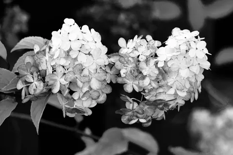 Wallpaper Hortensia 4K · flowers · 3840×2560
