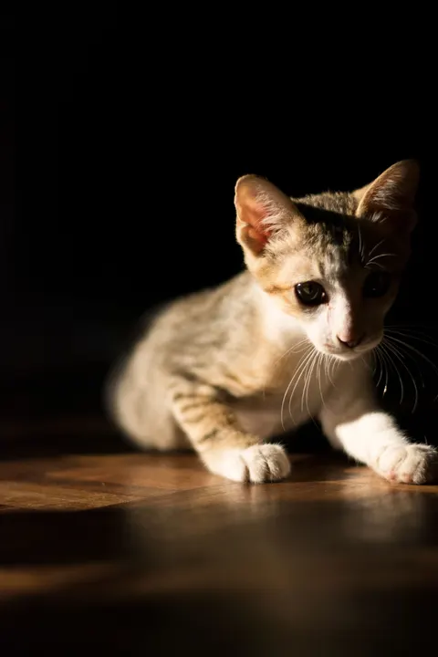 Kitten Phone Wallpaper · pets · 1440×2160