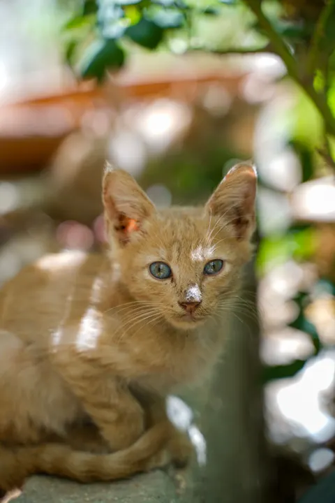Kitten Phone Wallpaper · pets · 1440×2159