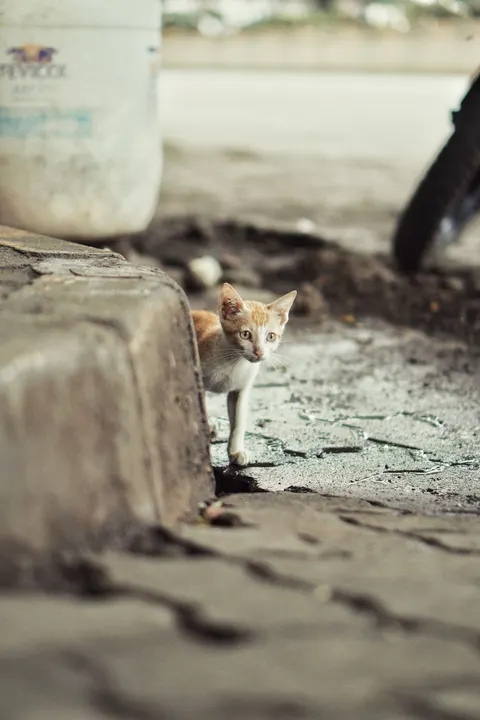 Kitten Phone Wallpaper · pets · 1440×2160