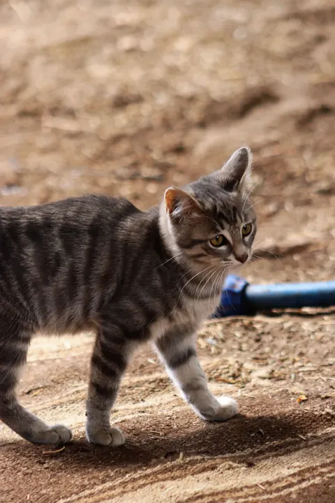 Kitten Phone Wallpaper · pets · 1440×2160