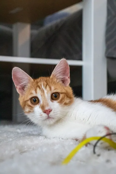 Kitten Phone Wallpaper · pets · 1440×2160