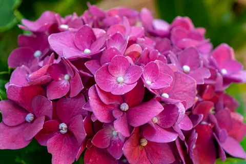 Hình nền Hoa cẩm tú cầu 4K · flowers · 3840×2560
