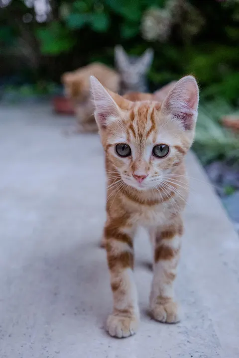 Kitten Phone Wallpaper · pets · 1440×2160
