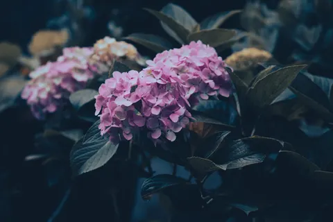 Hydrangea 4K Wallpaper · flowers · 3840×2560