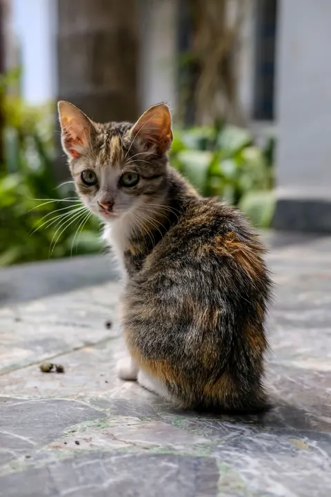 Kitten Phone Wallpaper · pets · 1440×2160