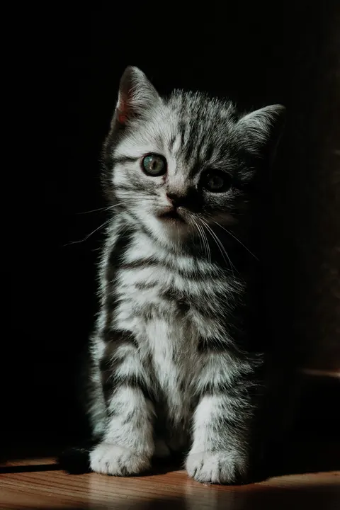 Kitten Phone Wallpaper · pets · 1440×2160