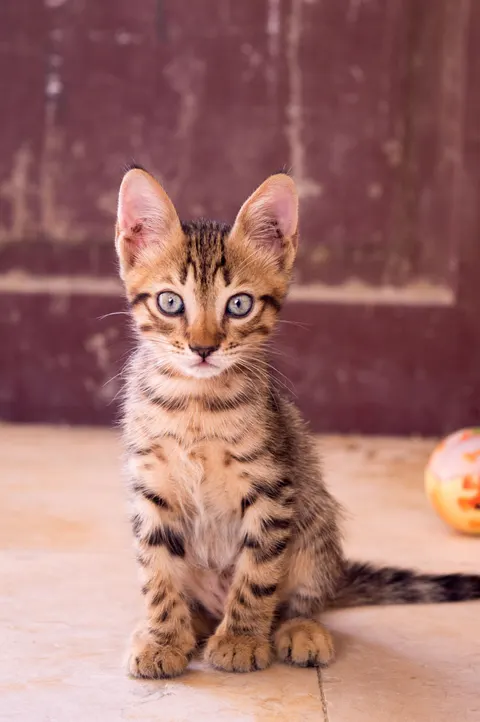 Kitten Phone Wallpaper · pets · 1440×2166