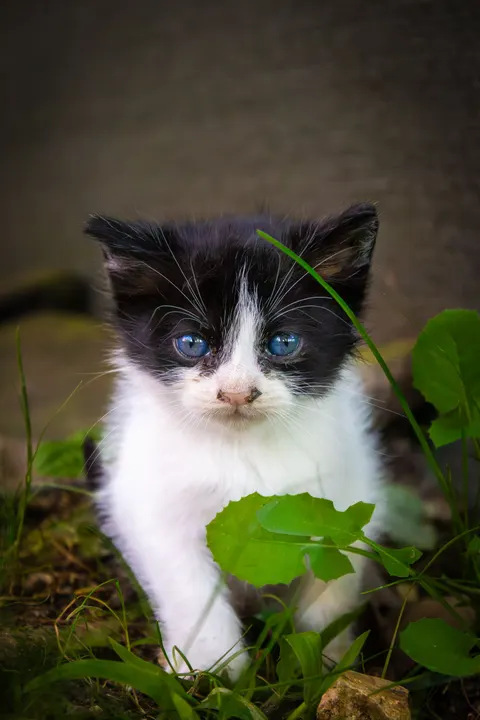 Kitten Phone Wallpaper · pets · 1440×2160