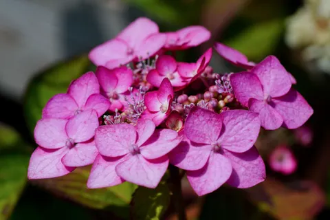 हाइड्रेंजिया 4K वॉलपेपर · flowers · 3840×2562