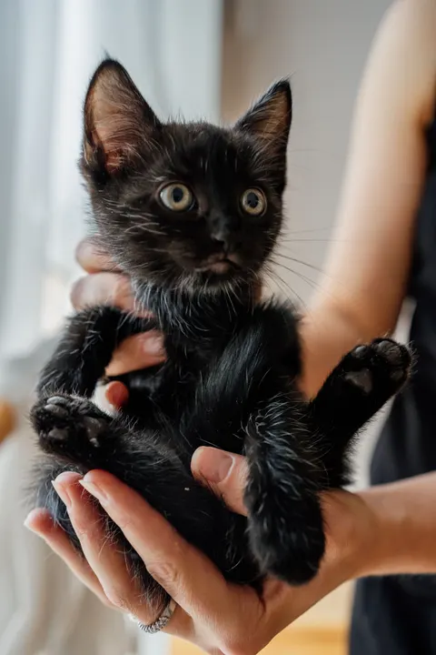 Kitten Phone Wallpaper · pets · 1440×2160