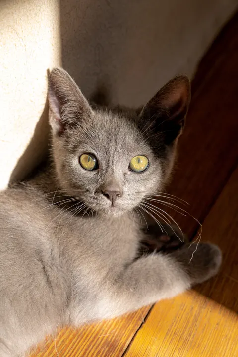 Kitten Phone Wallpaper · pets · 1440×2160