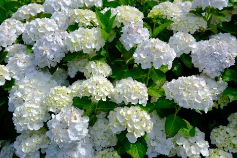 Sfondo Ortensia 4K · flowers · 3840×2560