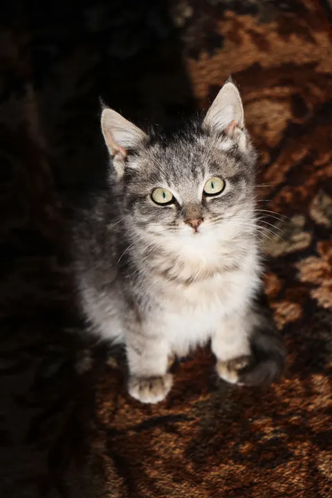 Kitten Phone Wallpaper · pets · 1440×2160