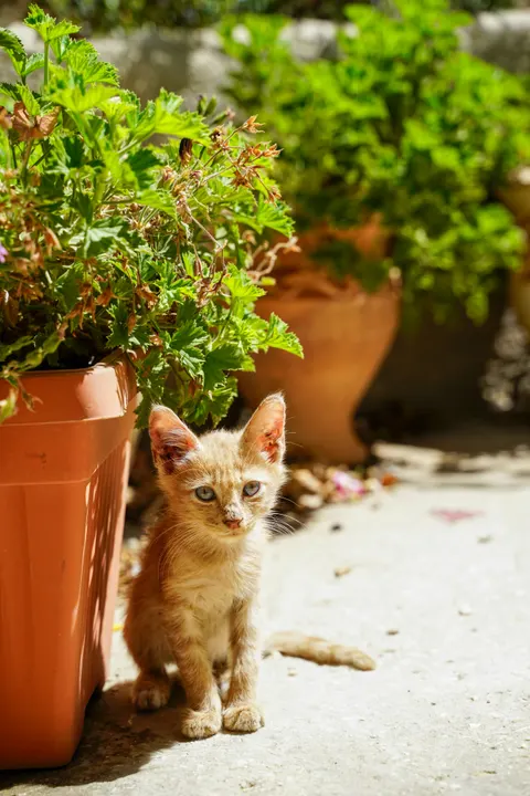 Kitten Phone Wallpaper · pets · 1440×2159