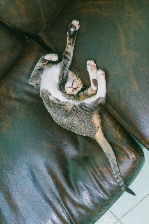 Kitten Phone Wallpaper · pets · 1440×2160
