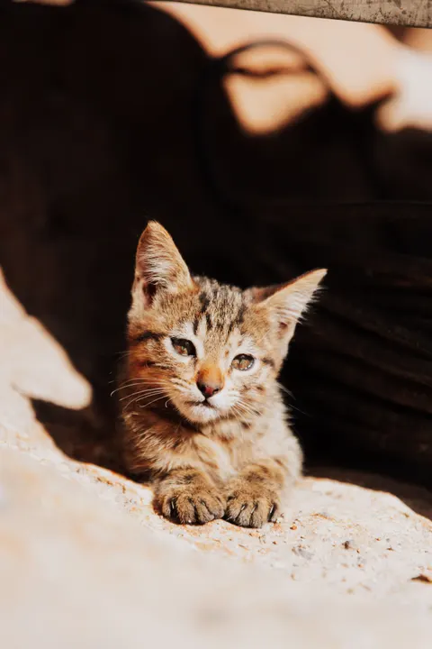 Kitten Phone Wallpaper · pets · 1440×2159