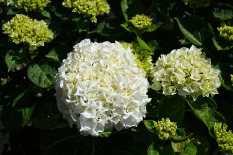 Обои Гортензия 4K · flowers · 3840×2553