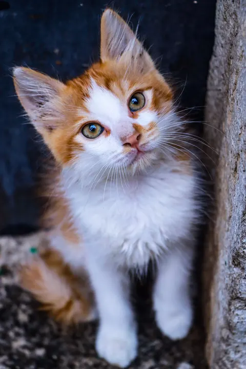 Kitten Phone Wallpaper · pets · 1440×2160