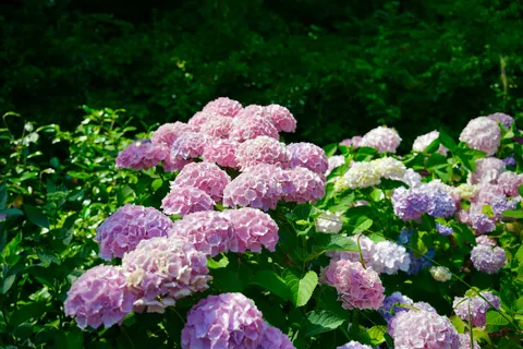 Wallpaper Hortensia 4K · flowers · 3840×2560