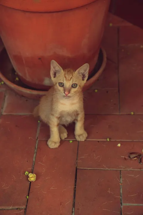 Kitten Phone Wallpaper · pets · 1440×2160