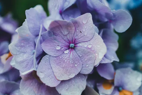 हाइड्रेंजिया 4K वॉलपेपर · flowers · 3840×2560