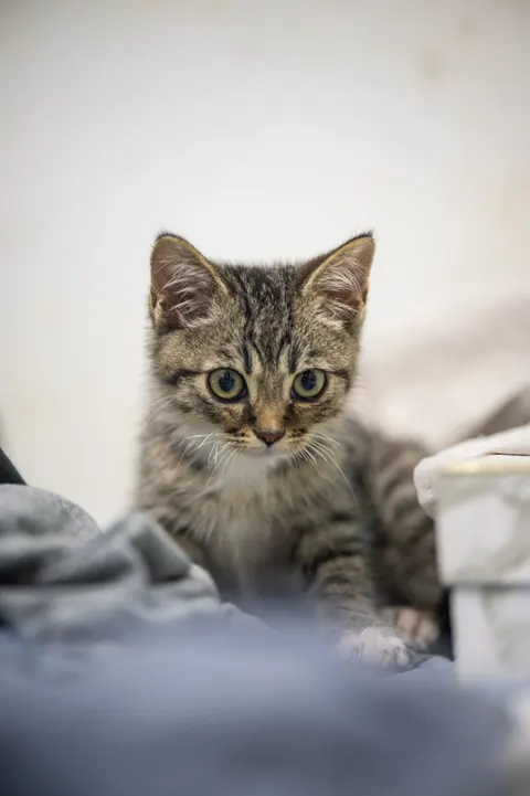 Kitten Phone Wallpaper · pets · 1440×2164