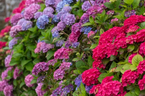 Hydrangea 4K Wallpaper · flowers · 3840×2563