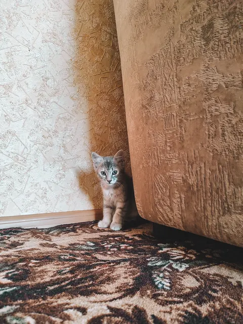 Kitten Phone Wallpaper · pets · 1440×1920