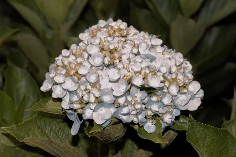 Papel de parede Hortênsia 4K · flowers · 3840×2560