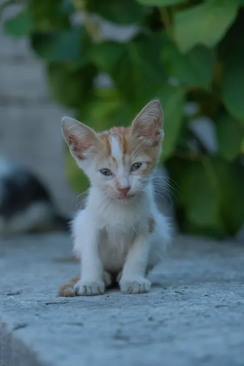 Kitten Phone Wallpaper · pets · 1440×2160